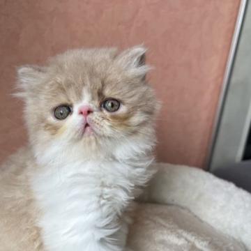 エキゾチックショートヘア【大阪府・男の子・2022年7月15日・クリーム&ホワイト(短めロング)】の写真「ロングかなショートかな！」