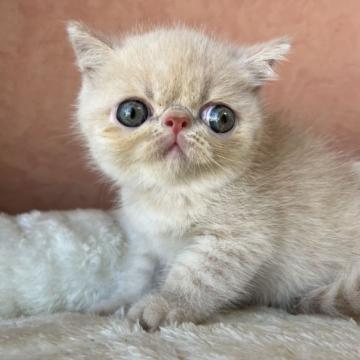 エキゾチックショートヘア【大阪府・男の子・2022年7月25日・クリーム】の写真「エキゾのスタンダードタイプ！！」