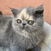 エキゾチックショートヘア【大阪府・女の子・2023年9月5日・ブルークリーム】の写真1