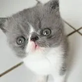 エキゾチックショートヘア【大阪府・男の子・2022年7月15日・ブルー&ホワイト】の写真1