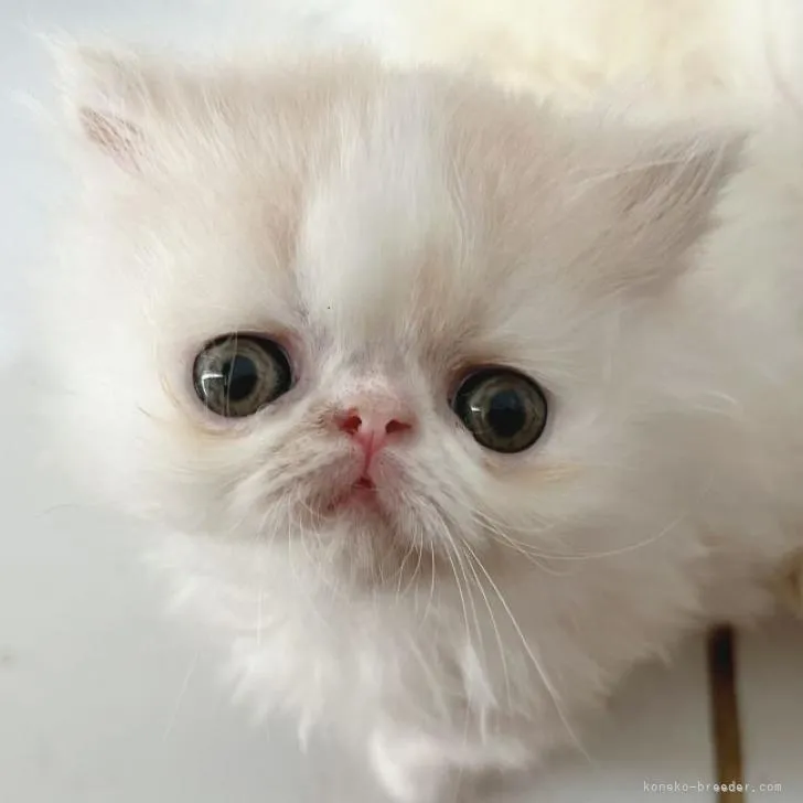 ID：2208-01494の子猫