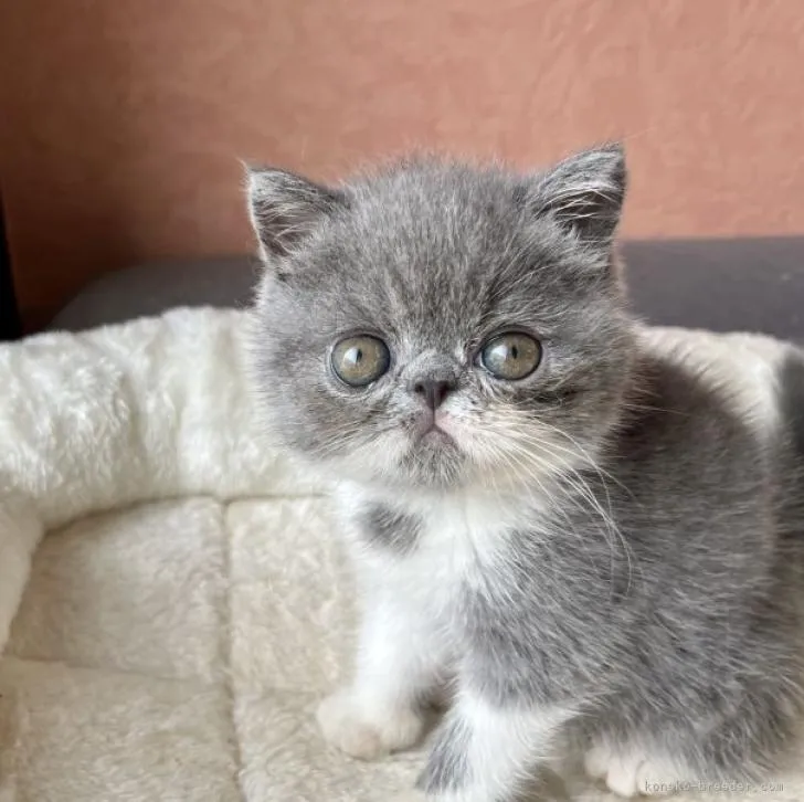 ID：2206-02250の子猫