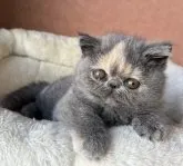 エキゾチックショートヘア【大阪府・女の子・2023年9月5日・ブルークリーム】の写真3