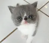 エキゾチックショートヘア【大阪府・男の子・2022年7月15日・ブルー&ホワイト】の写真3