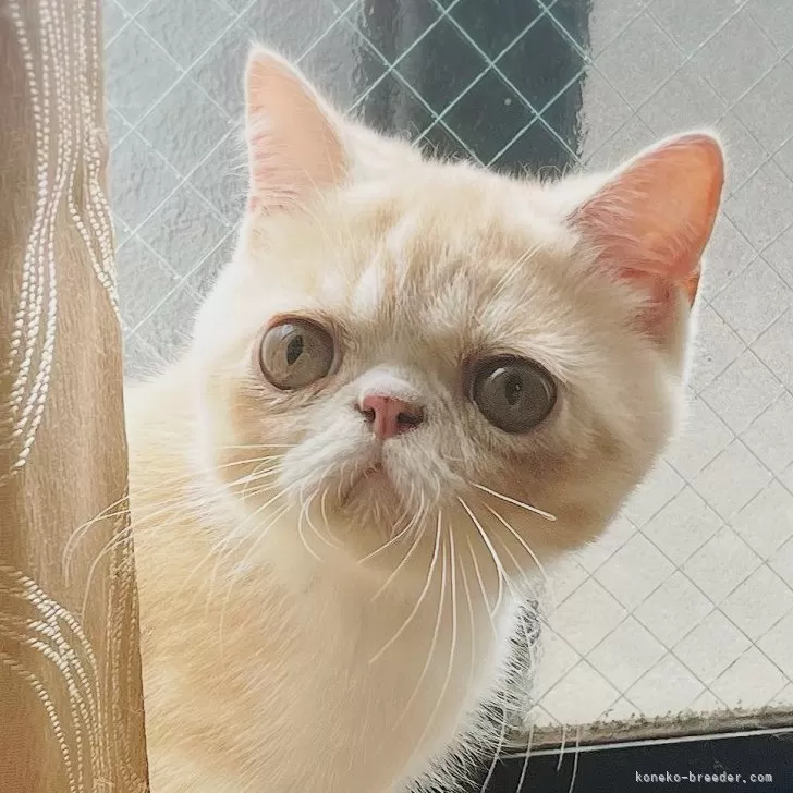 ID：2507-01543の子猫