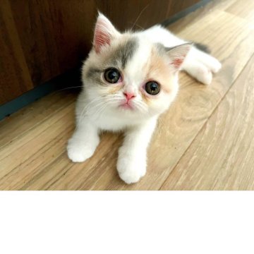 エキゾチックショートヘア【大阪府・女の子・2025年8月31日・ダイリュートキャリコ】の写真「大きなお目目の女の子♪」