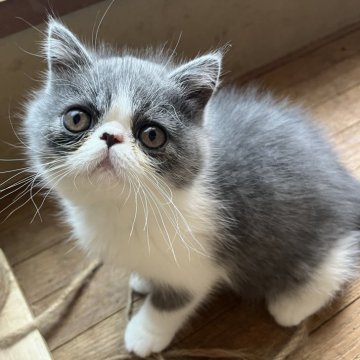 エキゾチックショートヘア【大阪府・女の子・2025年9月5日・ブルー&ホワイト】の写真「遊ぶの大好きなやんちゃ姫です♪」