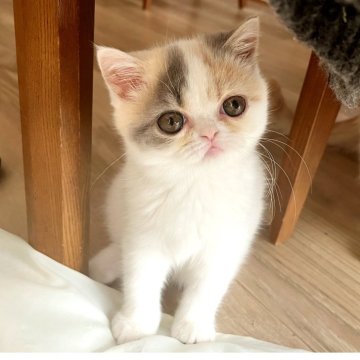 エキゾチックショートヘア【大阪府・女の子・2025年8月31日・ダイリュートキャリコ】の写真「大きなお目目の女の子♪」