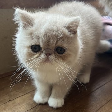 エキゾチックショートヘア【大阪府・男の子・2025年9月5日・クリーム&ホワイト】の写真「ムチムチコロコロボディ♪」