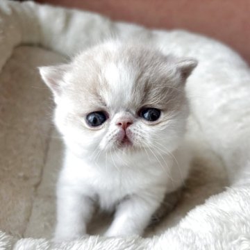 エキゾチックショートヘア【大阪府・男の子・2025年4月6日・クリーム&ホワイト】の写真「甘いお顔の癒し系！！」