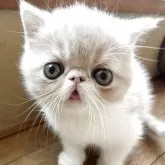エキゾチックショートヘア