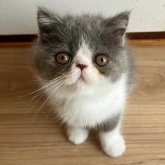 エキゾチックショートヘア