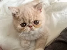 エキゾチックショートヘア【大阪府・男の子・2025年9月5日・クリーム&ホワイト】の写真4