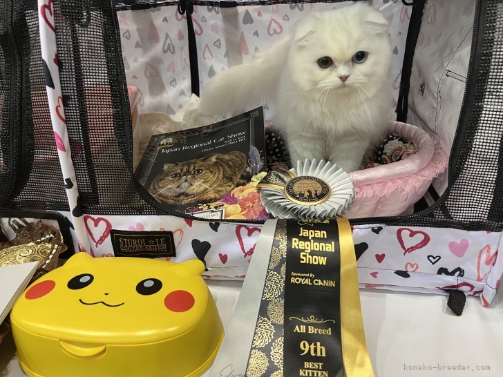 阿久澤京子ブリーダーのブログ：キャットショー