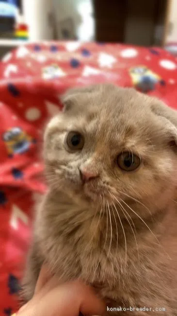 ID：2011-00174の子猫