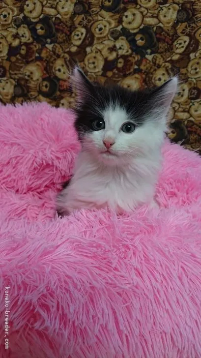 ID：2108-01292の子猫
