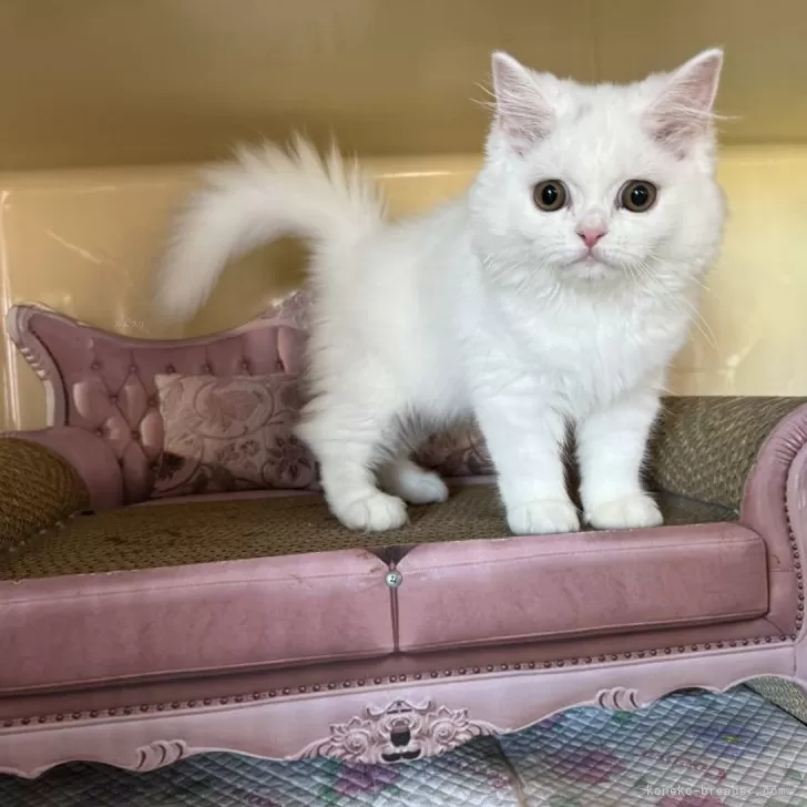 ID：2405-03875の子猫