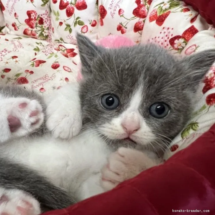 ID：2305-03012の子猫