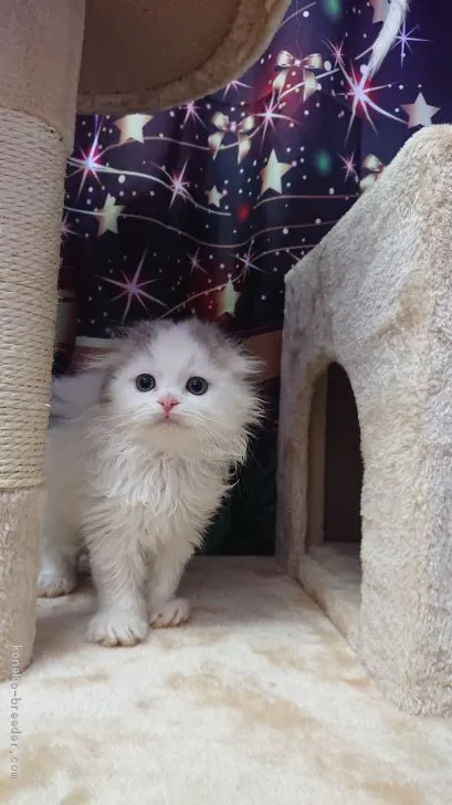 あーこ 様のお迎えした子猫
