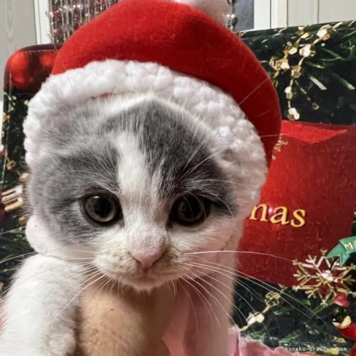 ID:2211-01072の子猫