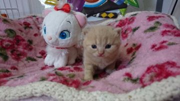 ブリティッシュショートヘア【群馬県・男の子・2019年3月11日・クリームタビー（ショートヘアー）】の写真「パパＴＩＣＡＣＨ まんまる顔の男の子」