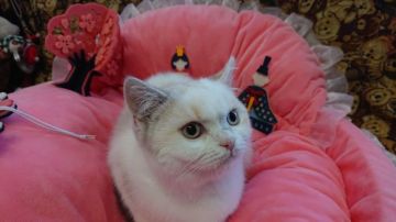 ブリティッシュショートヘア【群馬県・女の子・2019年10月12日・ブルートーティポイント（ショート）】の写真「甘えん坊の女の子です」