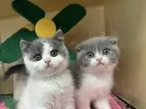 スコティッシュフォールド(折れ耳)【群馬県・男の子・2024年4月23日・】の写真2「初めてのキャットタワー」