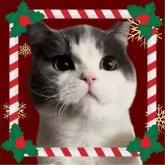 スコティッシュフォールド(立ち耳)【群馬県・女の子・2024年9月26日・ホワイト】の写真4