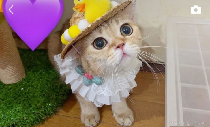 ブリティッシュショートヘア【・男の子・2020年3月29日・ゴールデン】