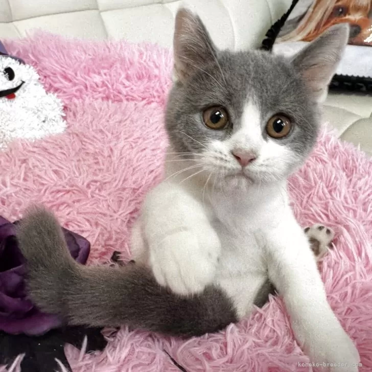 ID：2508-03140の子猫