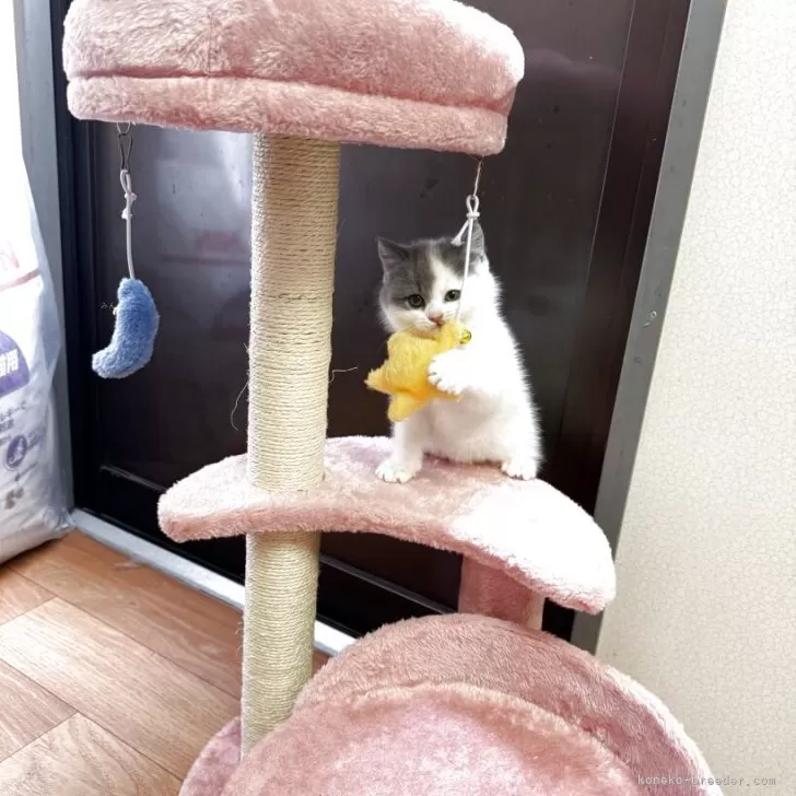 ID：2506-02456の子猫