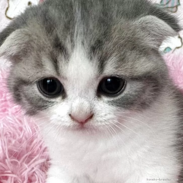 ID:2505-01640の子猫