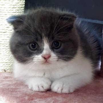 スコティッシュフォールド【群馬県・女の子・2025年5月9日・ブルー&ホワイト（ショート）】の写真「掲載水曜日まで」