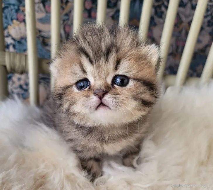 ID：2112-00810の子猫