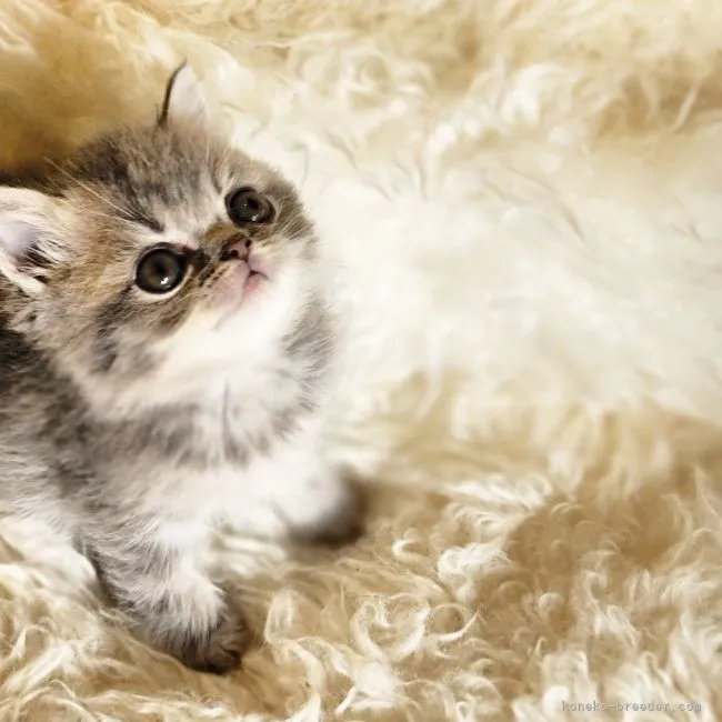 ID：2204-02967の子猫