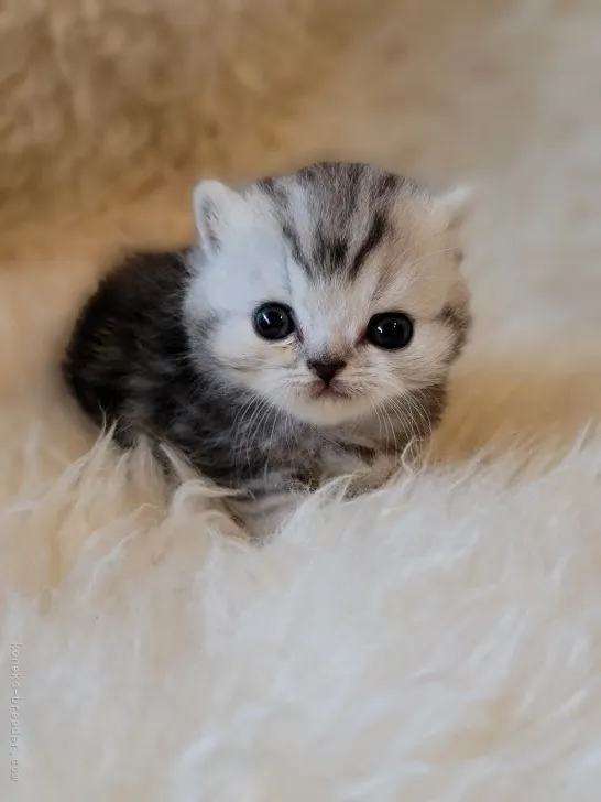 ID：2204-02965の子猫