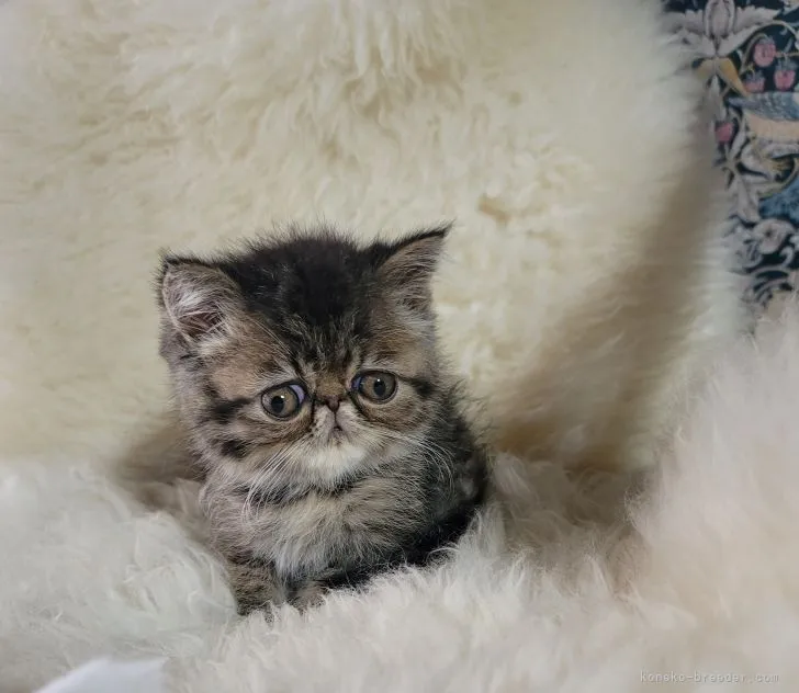 ID：2111-02385の子猫