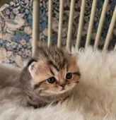 ミヌエット【大分県・女の子・2021年11月19日・ブラウンスポテッドタビー】の写真2