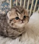 ミヌエット【大分県・女の子・2021年11月19日・ブラウンスポテッドタビー】の写真3