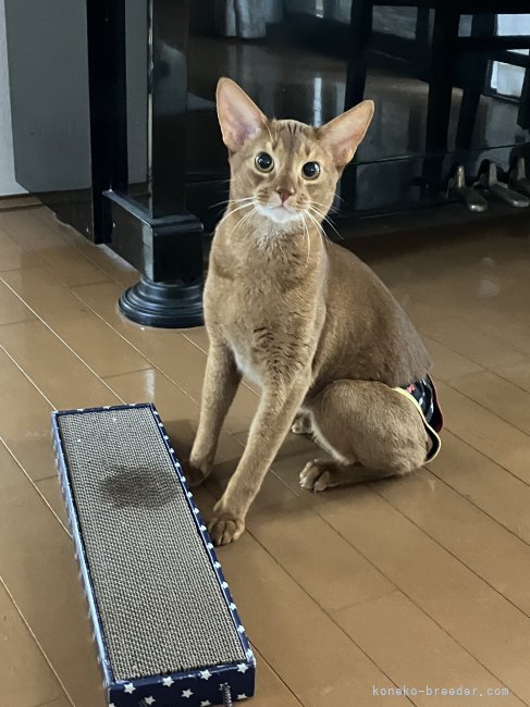 アビシニアン【・男の子・2024年3月23日・レッド】