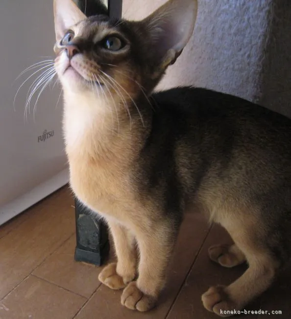 Y.T 様のお迎えした子猫