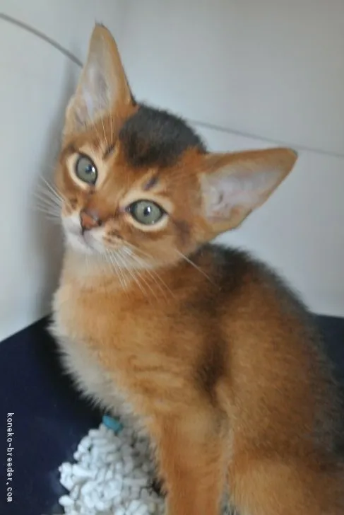 takeru 様のお迎えした子猫