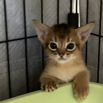アビシニアン【千葉県・男の子・2024年8月24日・ルディ】の写真「大人しい男の子」