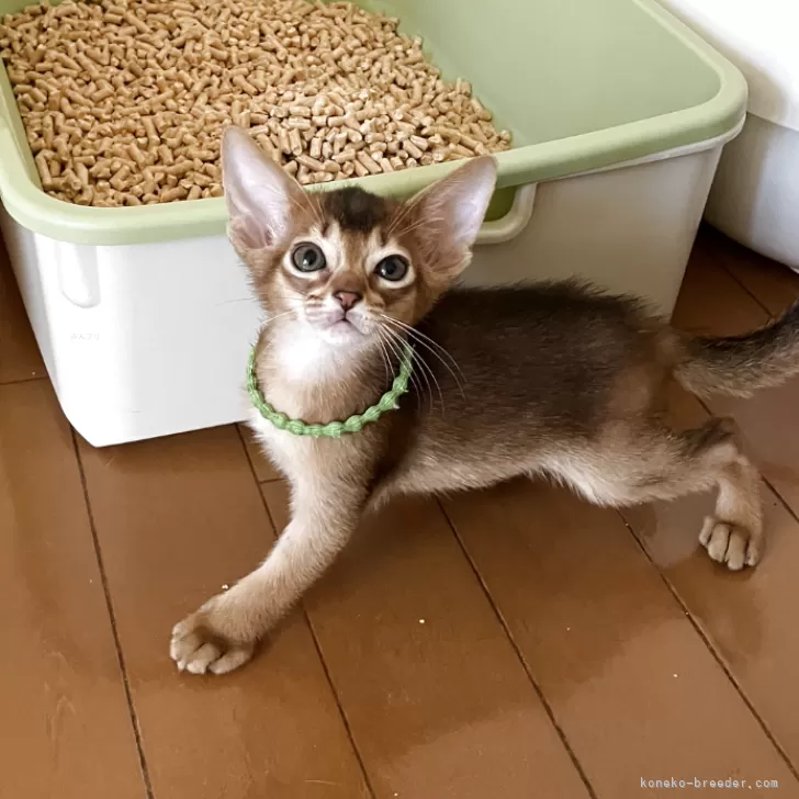 ID：2506-01655の子猫