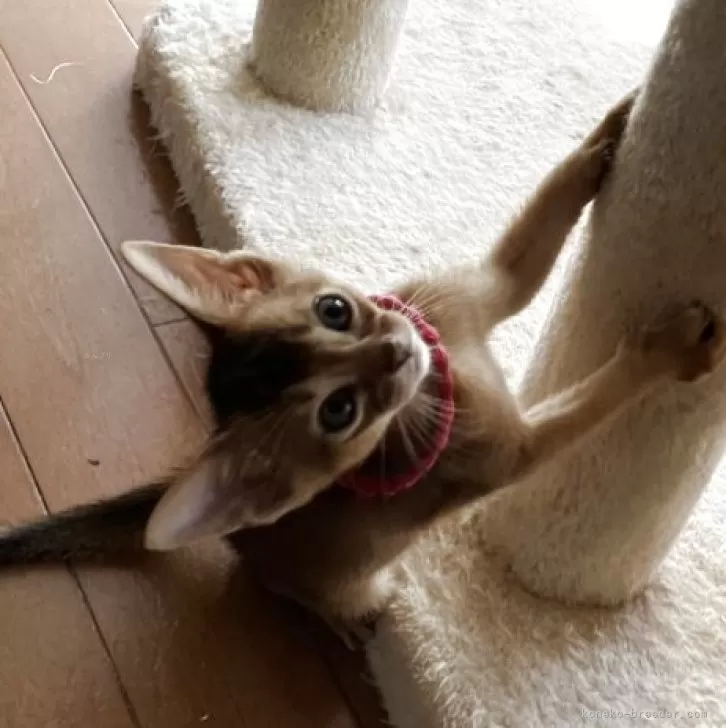 ID：2506-01657の子猫