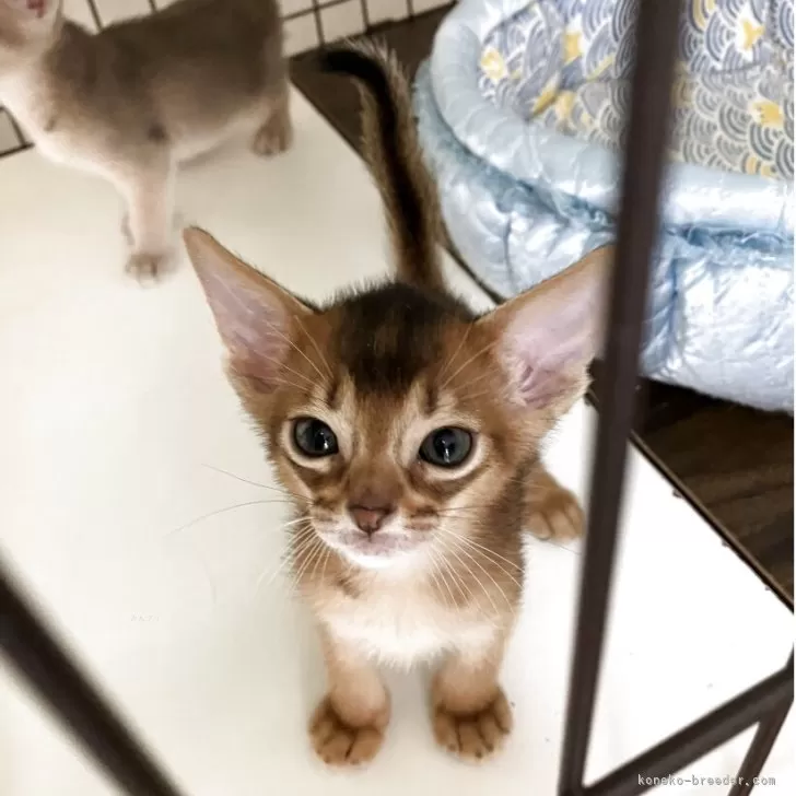 ID：2506-01613の子猫