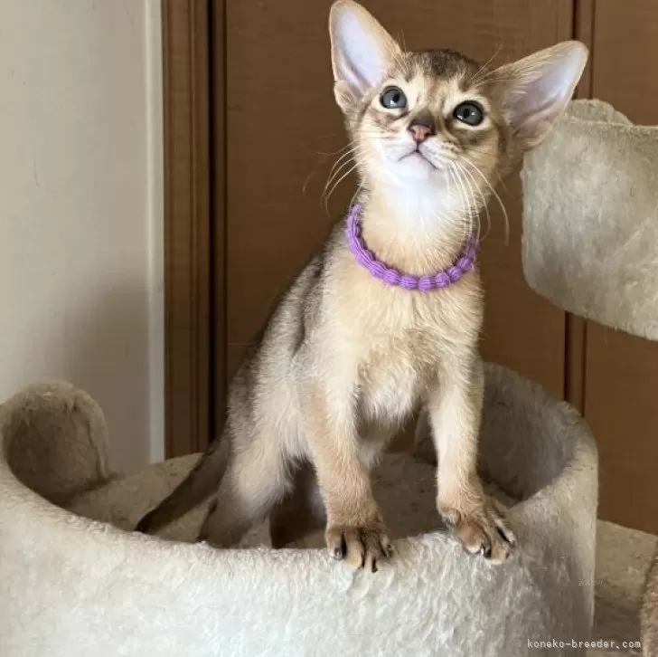 アビシニアン【千葉県・男の子・2025年10月5日・ルディ】の写真1