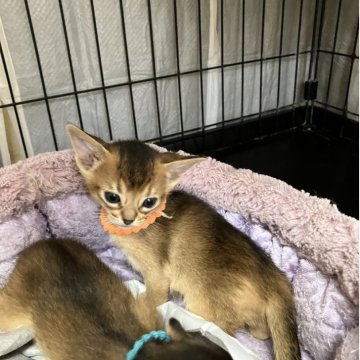 アビシニアン【千葉県・女の子・2025年10月5日・ルディ】の写真「活発な女の子」