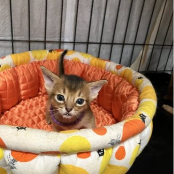 アビシニアン【千葉県・男の子・2025年10月6日・ルディ】の写真「マイペースちゃん」