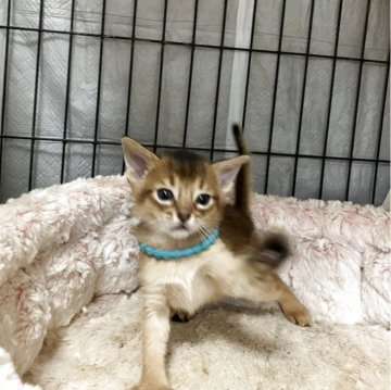 アビシニアン【千葉県・男の子・2025年10月5日・ルディ】の写真「活発な泣き虫さん」